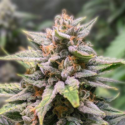 The Ultimate Guide to Fat Bastard Autoflower 2